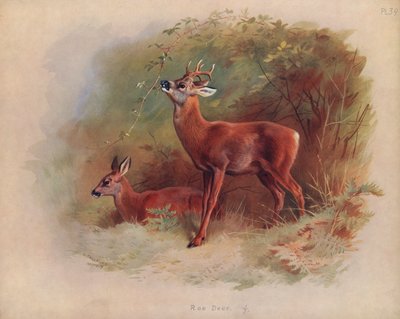 Corzo de Archibald Thorburn